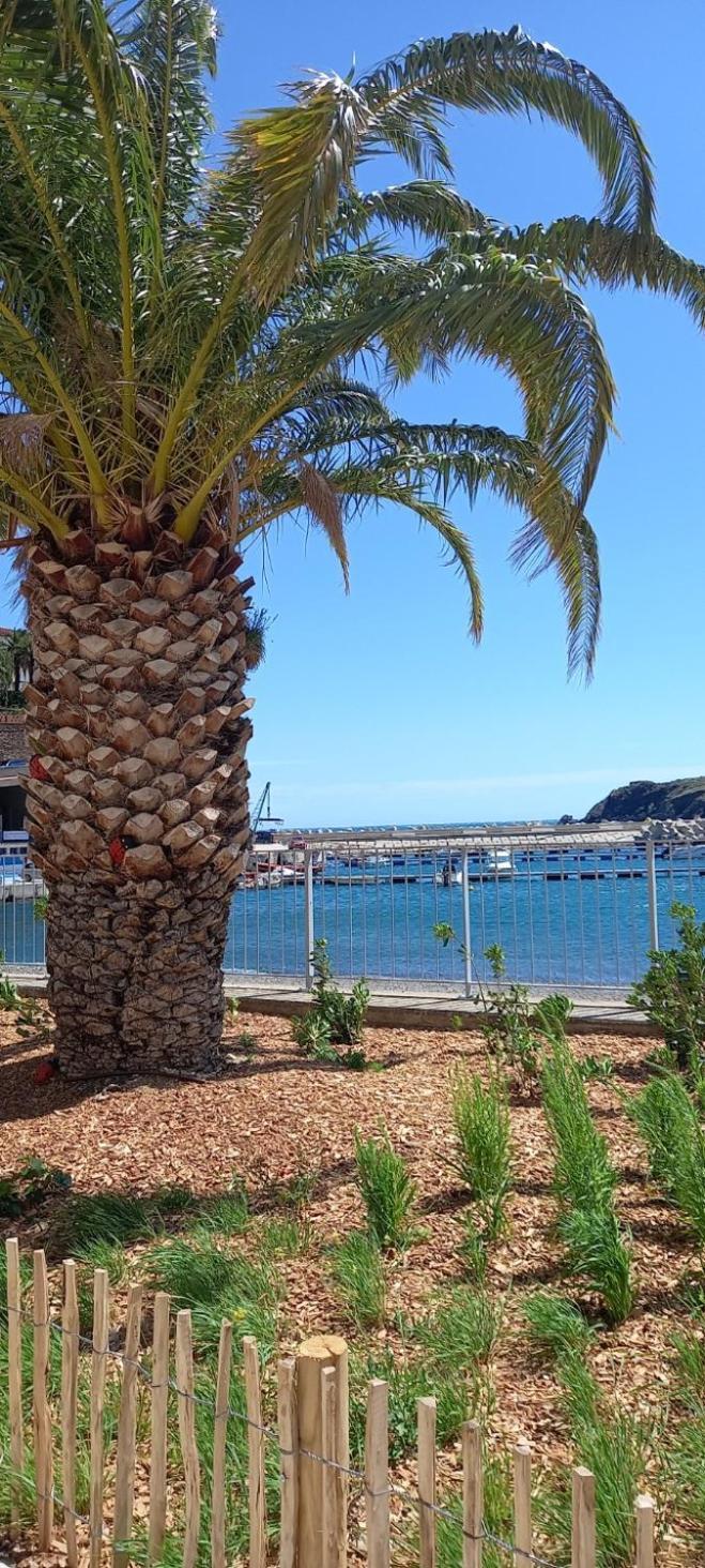 Appart F3 A 150 M De La Plage Avec Parking Prive Cerbère Extérieur photo